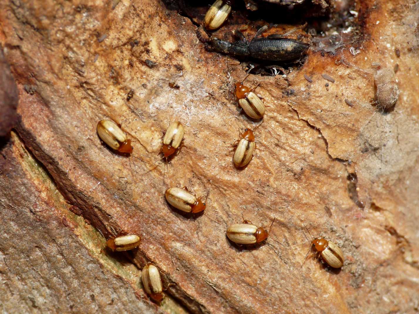 Piccolo Chrysomelidae: Hermaeophaga ruficollis